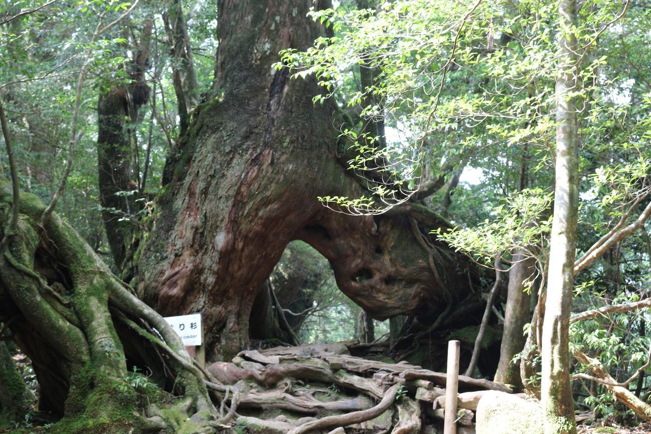 Cottage Yakusugi House Yakushima  Zewnętrze zdjęcie