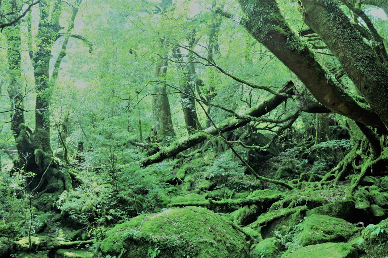 Cottage Yakusugi House Yakushima  Zewnętrze zdjęcie