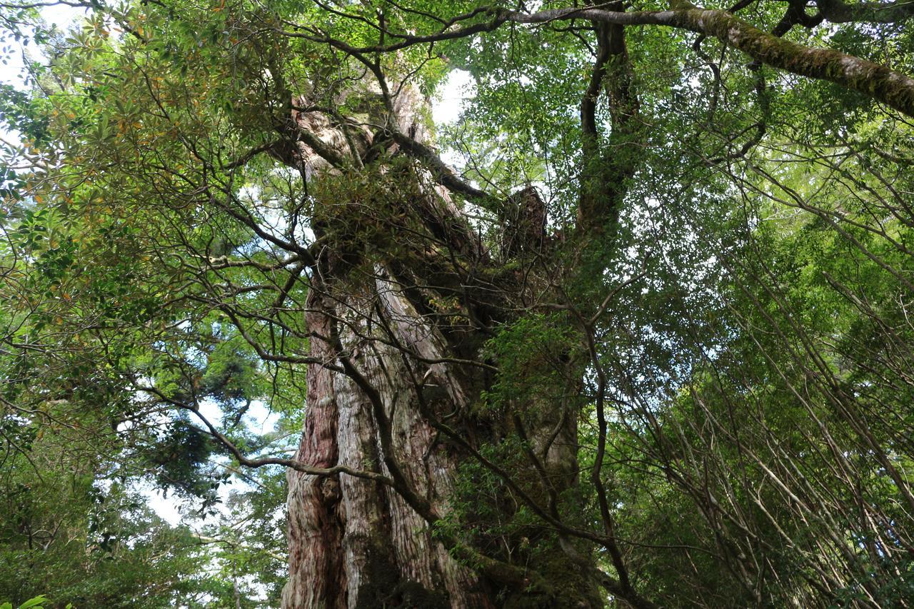 Cottage Yakusugi House Yakushima  Zewnętrze zdjęcie